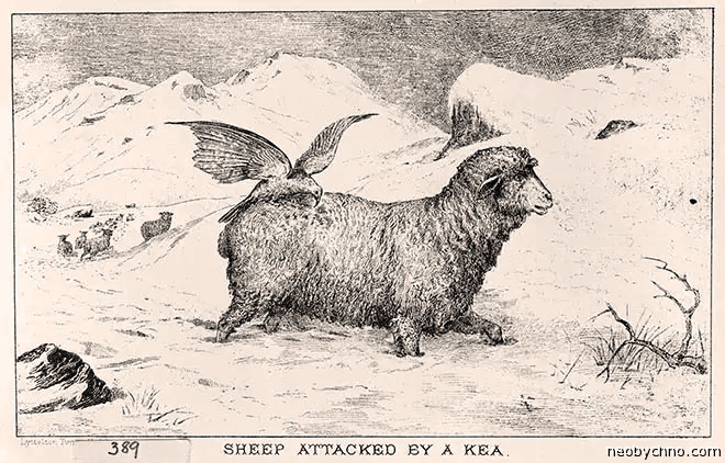 kea-3